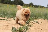 CHOW CHOW 075
